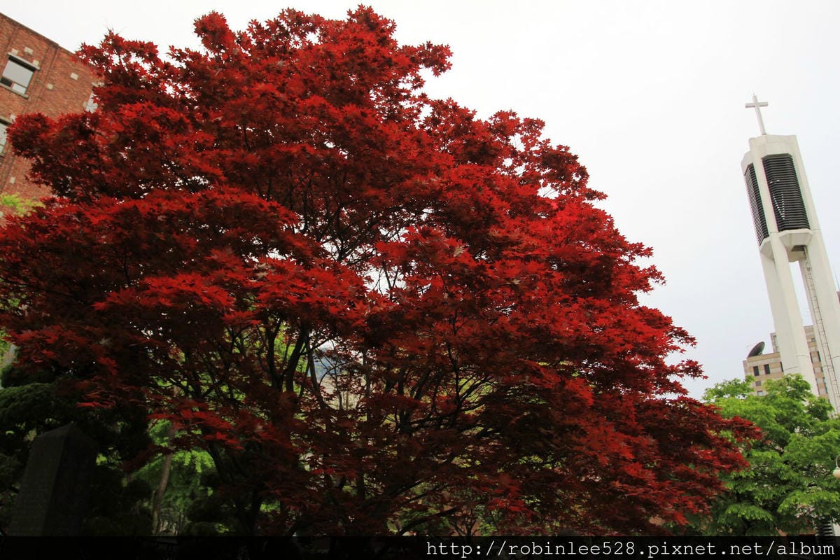 首爾最美的一條路– 貞洞 / 德壽宮石牆路 - 第10張圖 首爾最美的一條路– 貞洞 / 德壽宮石牆路
