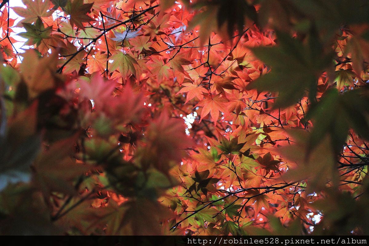 首爾最美的一條路– 貞洞 / 德壽宮石牆路 - 第13張圖 首爾最美的一條路– 貞洞 / 德壽宮石牆路