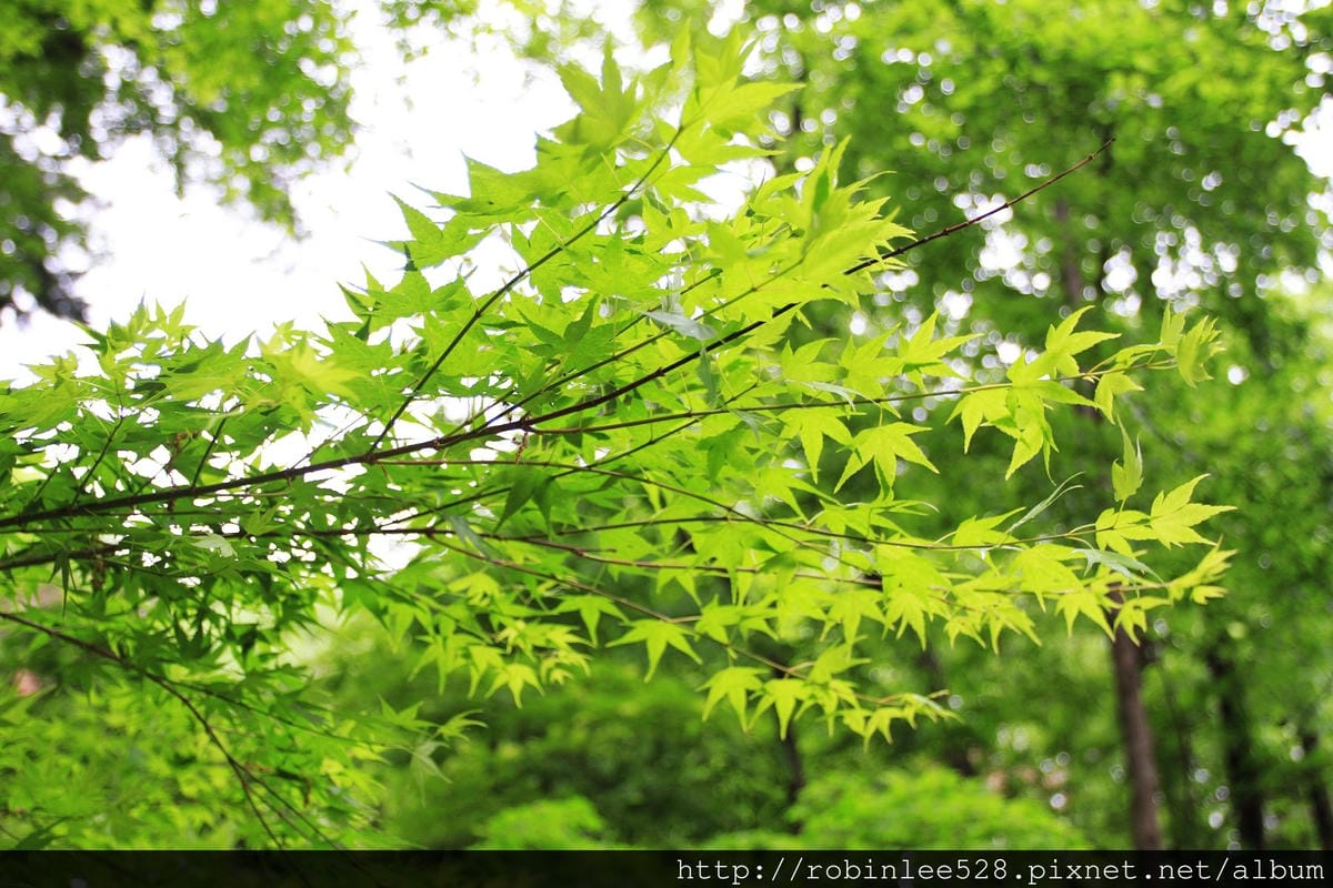 昌德宮/秘苑 -首爾五大宮廟第一必遊首選! - 第23張圖 昌德宮/秘苑 -首爾五大宮廟第一必遊首選!