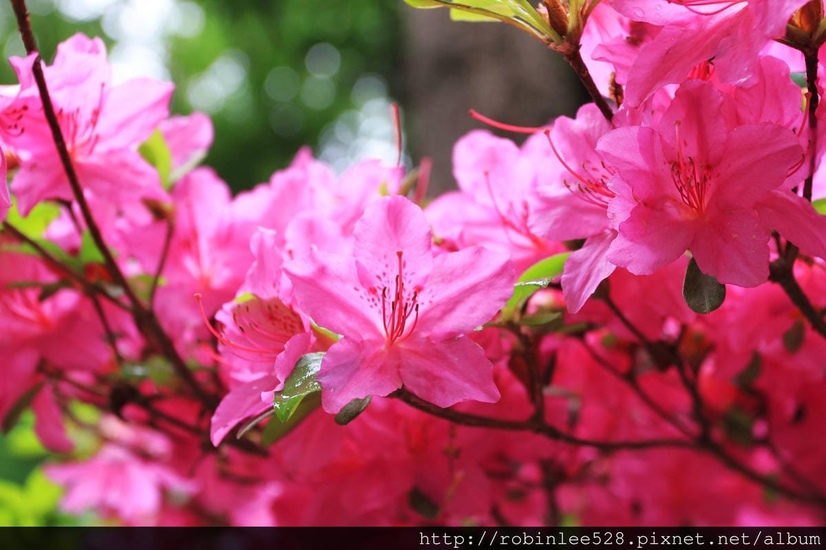 昌德宮/秘苑 -首爾五大宮廟第一必遊首選! - 第24張圖 昌德宮/秘苑 -首爾五大宮廟第一必遊首選!