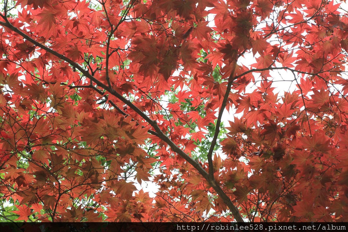 昌德宮/秘苑 -首爾五大宮廟第一必遊首選! - 第35張圖 昌德宮/秘苑 -首爾五大宮廟第一必遊首選!