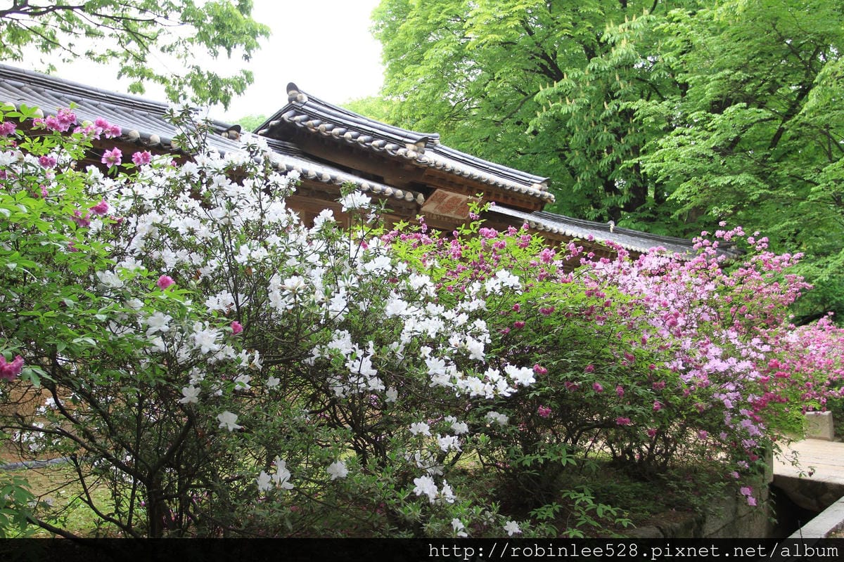昌德宮/秘苑 -首爾五大宮廟第一必遊首選!
