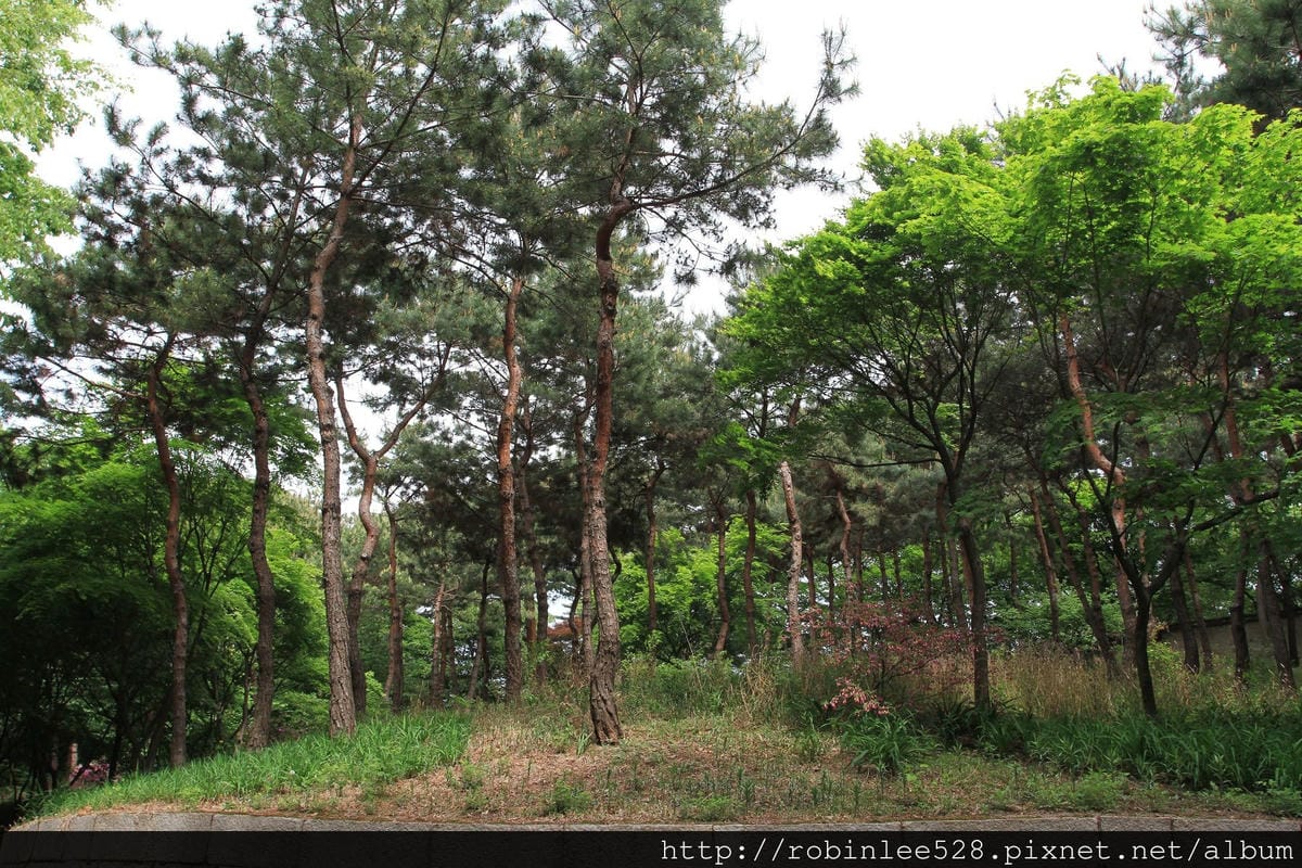 昌德宮/秘苑 -首爾五大宮廟第一必遊首選! - 第36張圖 昌德宮/秘苑 -首爾五大宮廟第一必遊首選!