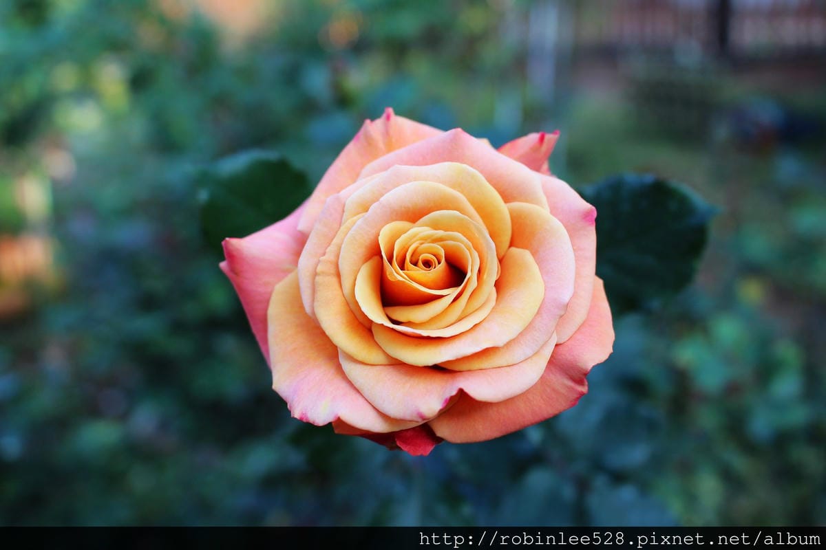 2015.2.16 松山機場拍飛機,新生公園賞玫瑰! - 第22張圖 2015.2.16 松山機場拍飛機,新生公園賞玫瑰!