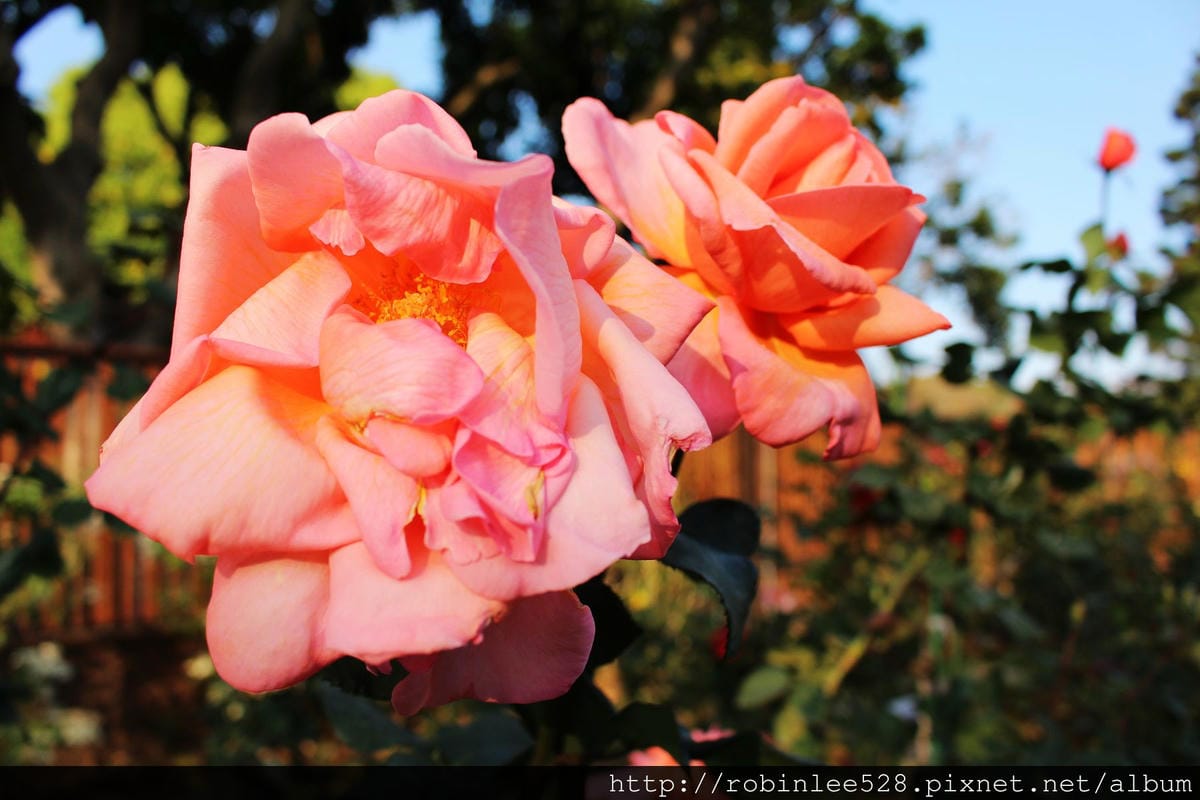 2015.2.16 松山機場拍飛機,新生公園賞玫瑰! - 第21張圖 2015.2.16 松山機場拍飛機,新生公園賞玫瑰!