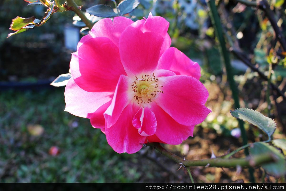 2015.2.16 松山機場拍飛機，新生公園賞玫瑰!