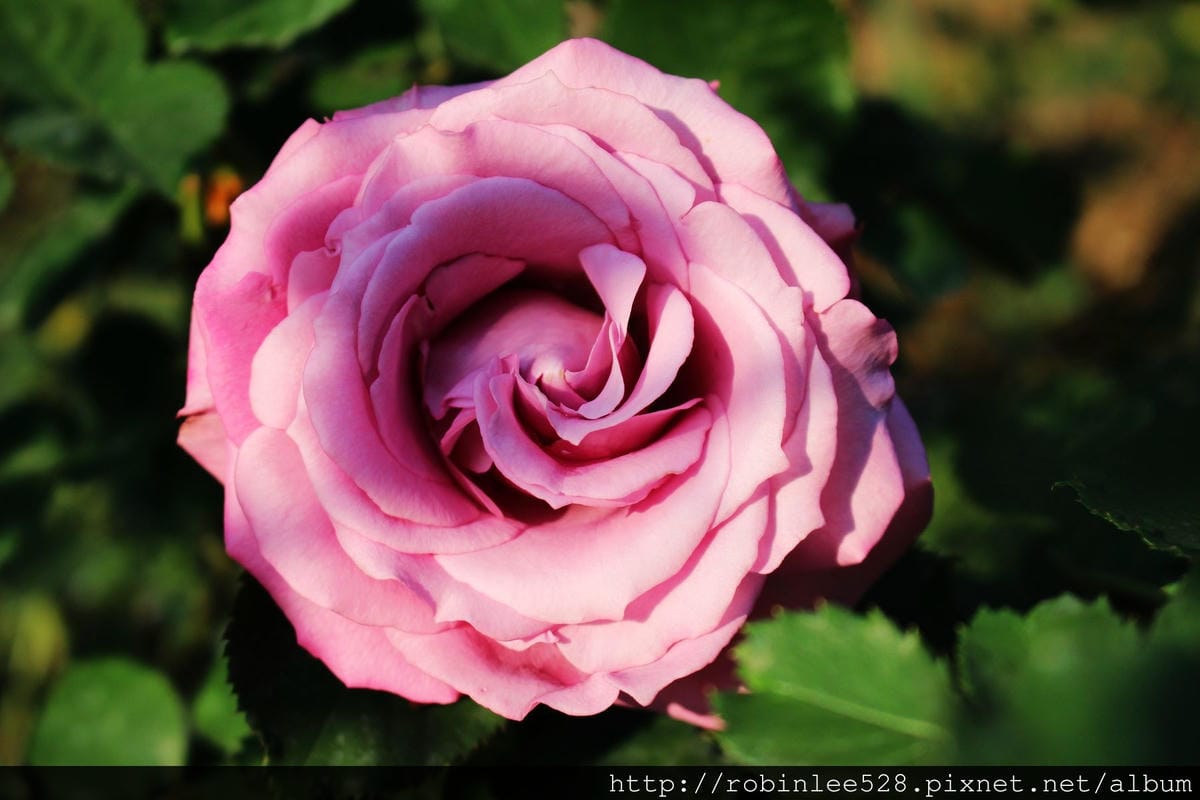 2015.2.16 松山機場拍飛機,新生公園賞玫瑰! - 第23張圖 2015.2.16 松山機場拍飛機,新生公園賞玫瑰!