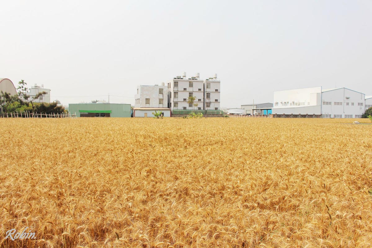 台中大雅 廣告、電影才有的壯觀麥田海居然出現在台灣! - 第8張圖 台中大雅 廣告、電影才有的壯觀麥田海居然出現在台灣!