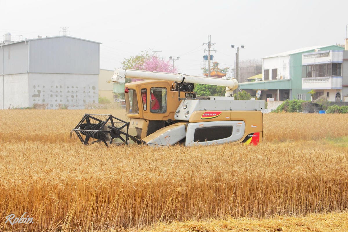 台中大雅 廣告、電影才有的壯觀麥田海居然出現在台灣! - 第19張圖 台中大雅 廣告、電影才有的壯觀麥田海居然出現在台灣!