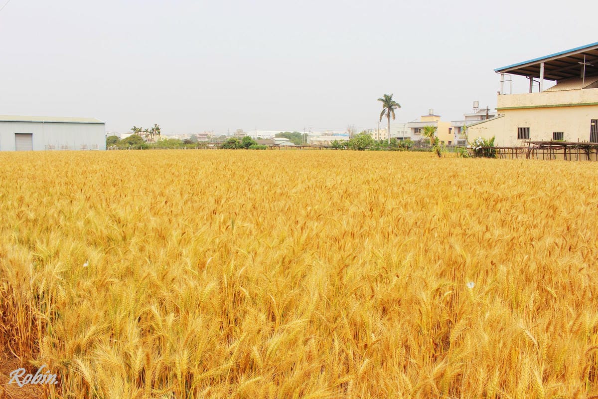 台中大雅 廣告、電影才有的壯觀麥田海居然出現在台灣! - 第5張圖 台中大雅 廣告、電影才有的壯觀麥田海居然出現在台灣!