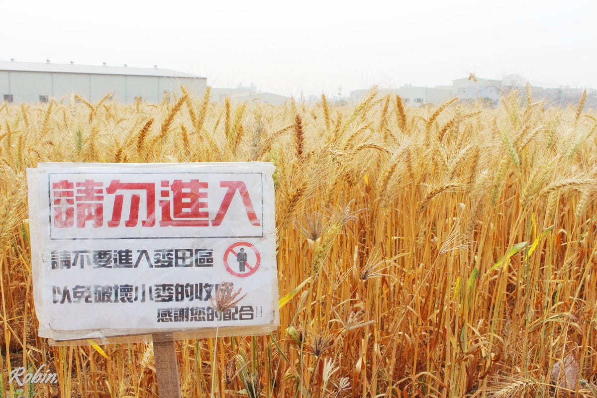 台中大雅 廣告、電影才有的壯觀麥田海居然出現在台灣! - 第20張圖 台中大雅 廣告、電影才有的壯觀麥田海居然出現在台灣!