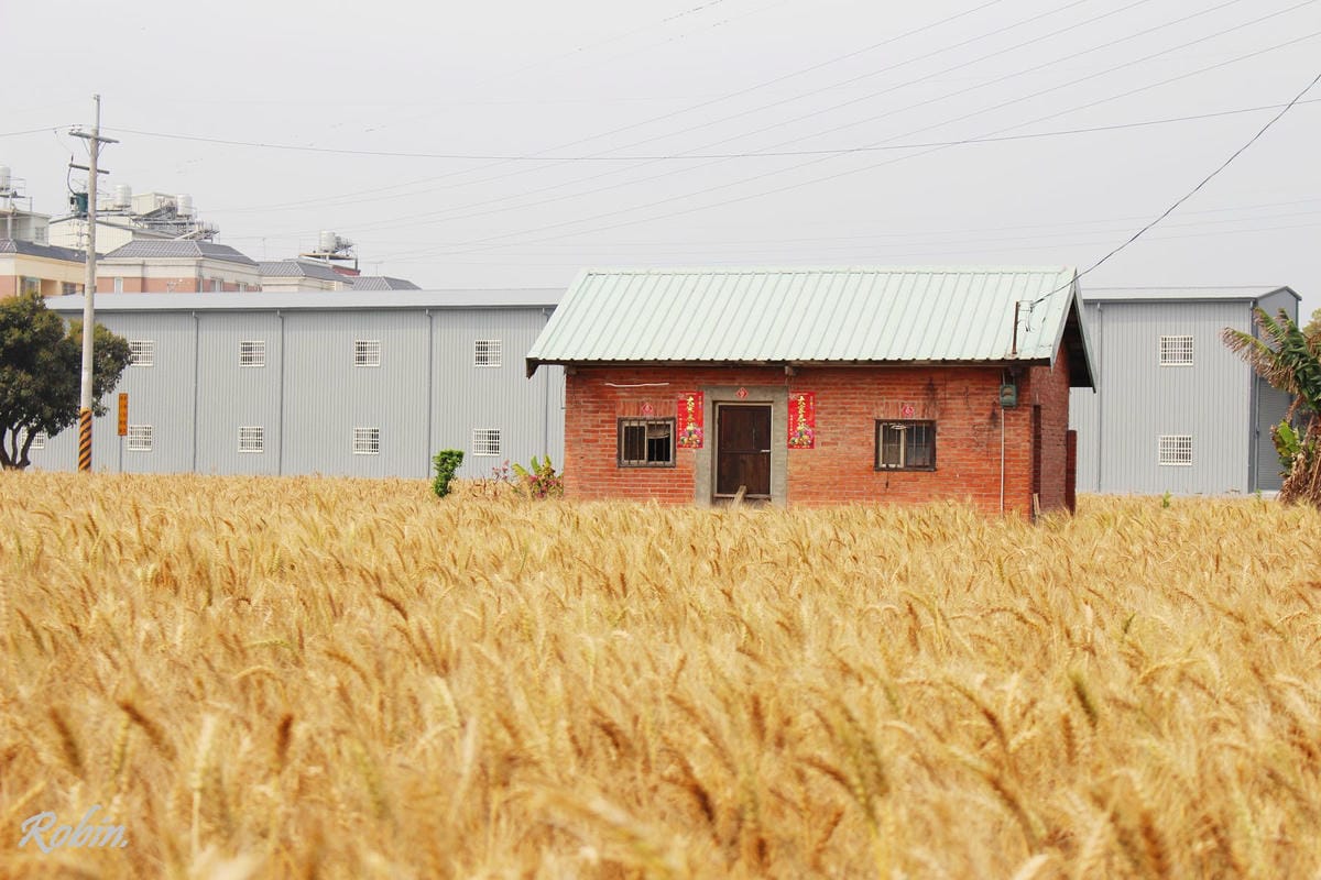 台中大雅 廣告、電影才有的壯觀麥田海居然出現在台灣! - 第18張圖 台中大雅 廣告、電影才有的壯觀麥田海居然出現在台灣!