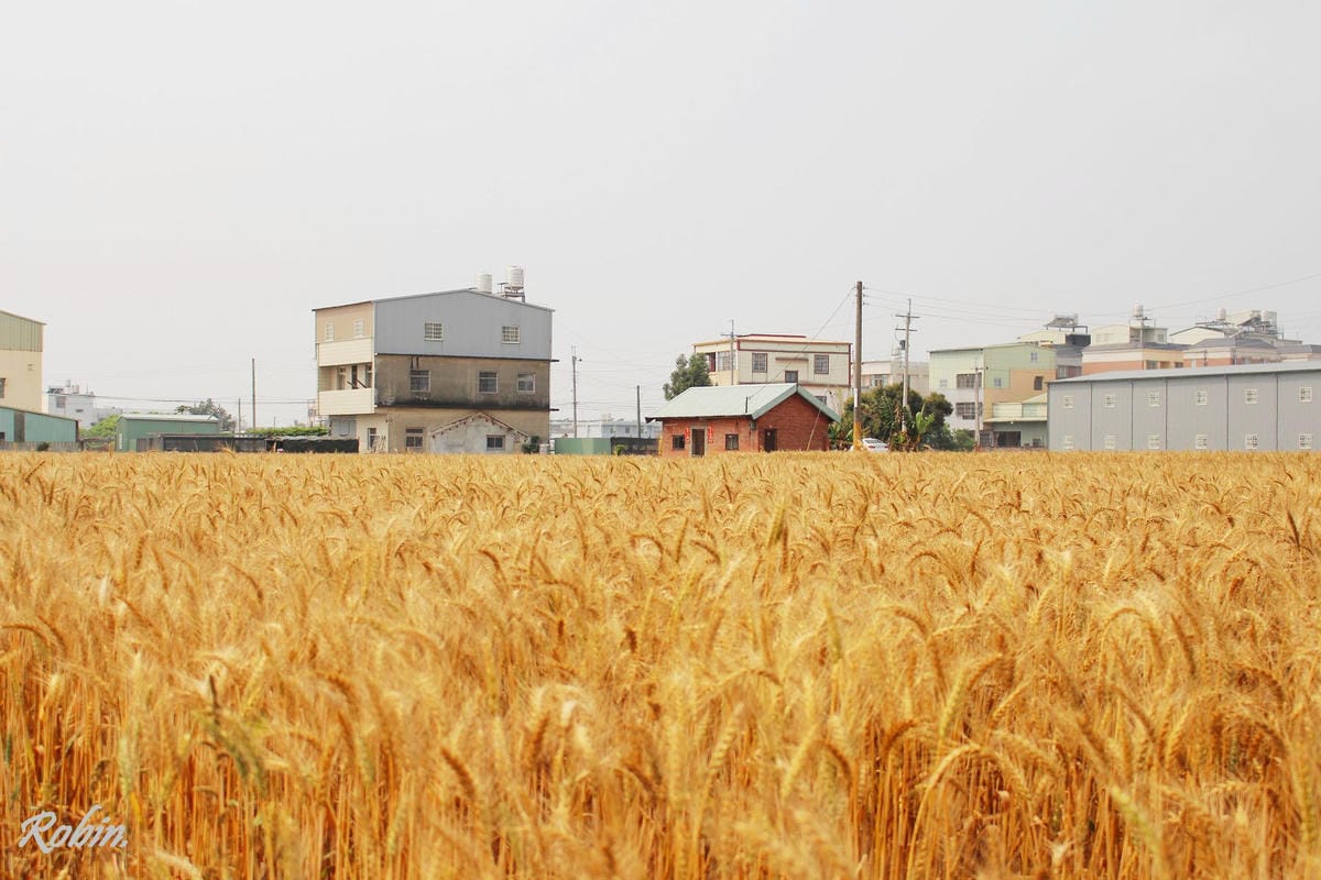 台中大雅 廣告、電影才有的壯觀麥田海居然出現在台灣! - 第14張圖 台中大雅 廣告、電影才有的壯觀麥田海居然出現在台灣!