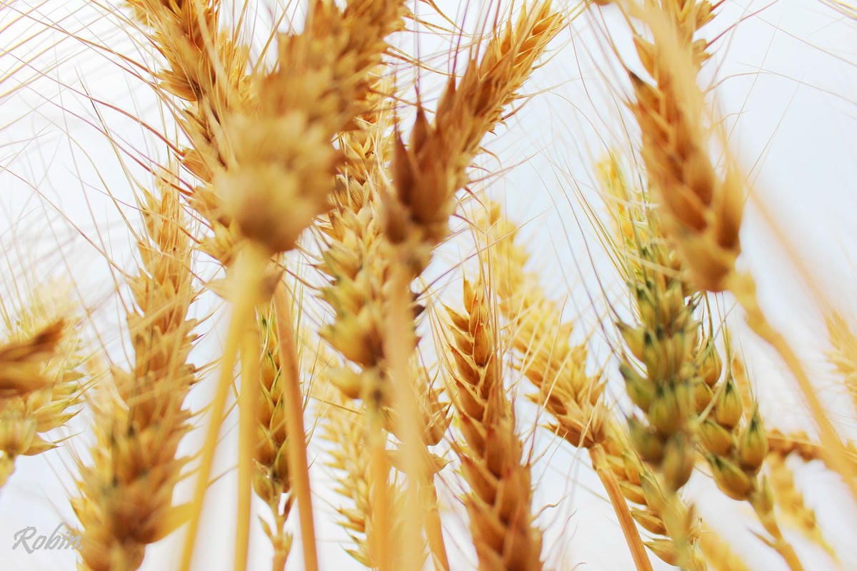 台中大雅 廣告、電影才有的壯觀麥田海居然出現在台灣! - 第7張圖 台中大雅 廣告、電影才有的壯觀麥田海居然出現在台灣!