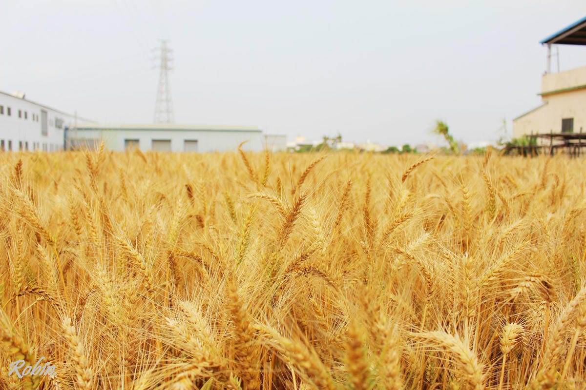 台中大雅 廣告、電影才有的壯觀麥田海居然出現在台灣! - 第3張圖 台中大雅 廣告、電影才有的壯觀麥田海居然出現在台灣!