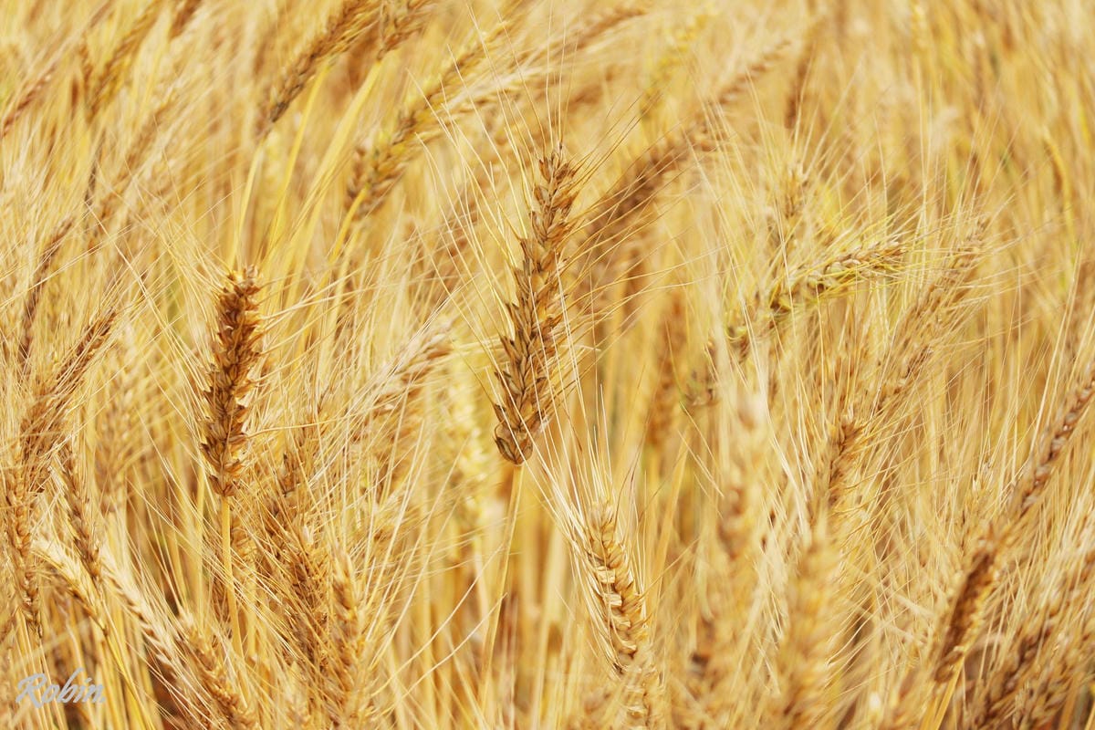 台中大雅 廣告、電影才有的壯觀麥田海居然出現在台灣! - 第22張圖 台中大雅 廣告、電影才有的壯觀麥田海居然出現在台灣!