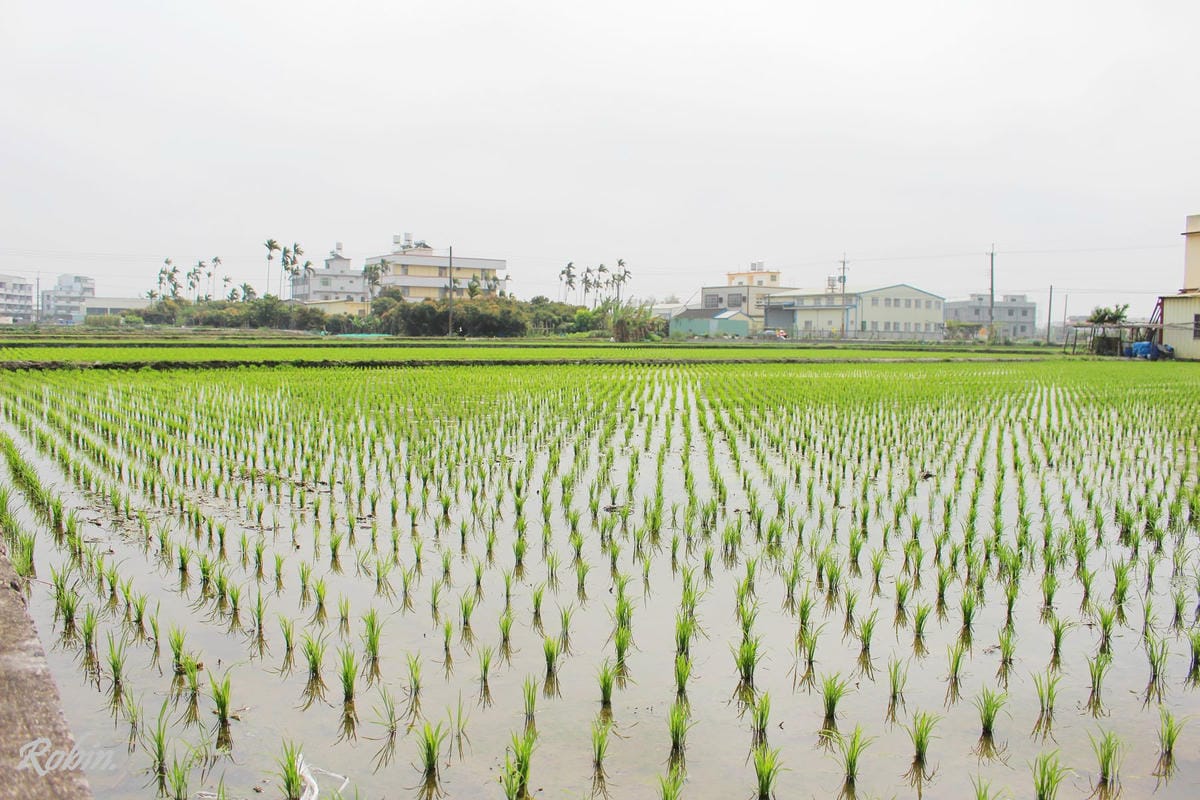 台中大雅 廣告、電影才有的壯觀麥田海居然出現在台灣! - 第2張圖 台中大雅 廣告、電影才有的壯觀麥田海居然出現在台灣!