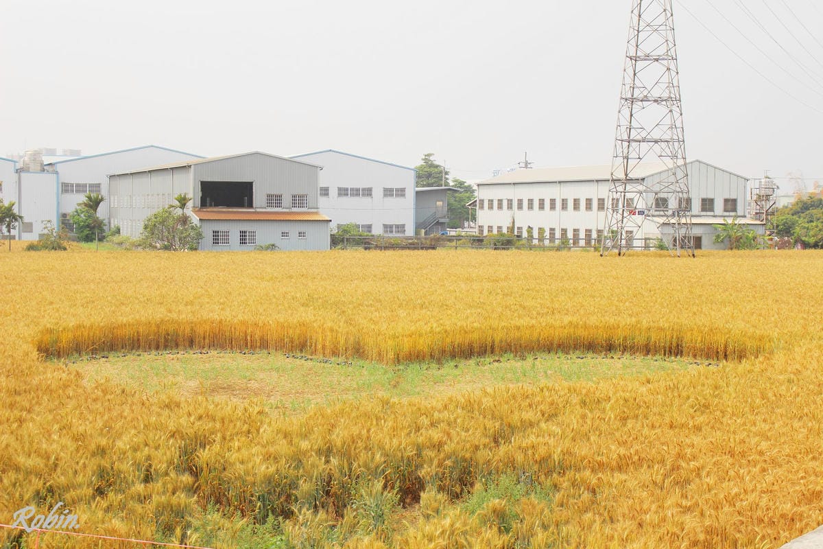 台中大雅 廣告、電影才有的壯觀麥田海居然出現在台灣! - 第12張圖 台中大雅 廣告、電影才有的壯觀麥田海居然出現在台灣!