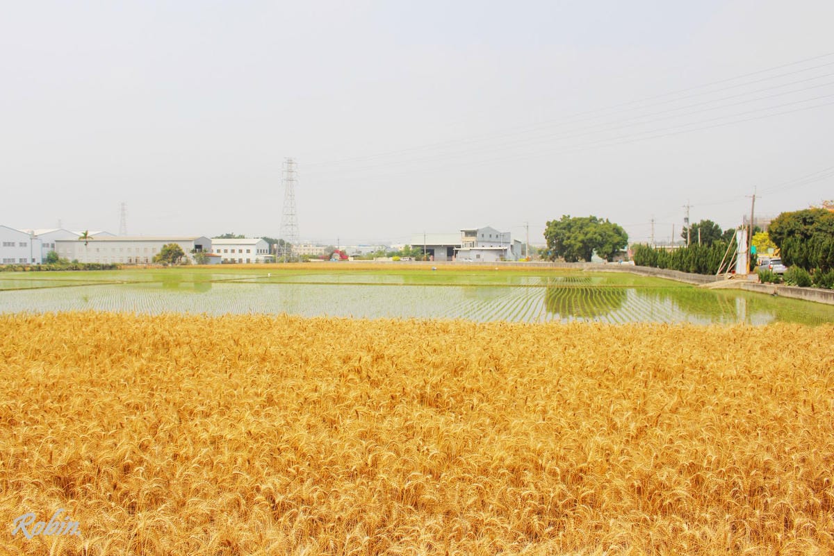 台中大雅 廣告、電影才有的壯觀麥田海居然出現在台灣! - 第11張圖 台中大雅 廣告、電影才有的壯觀麥田海居然出現在台灣!