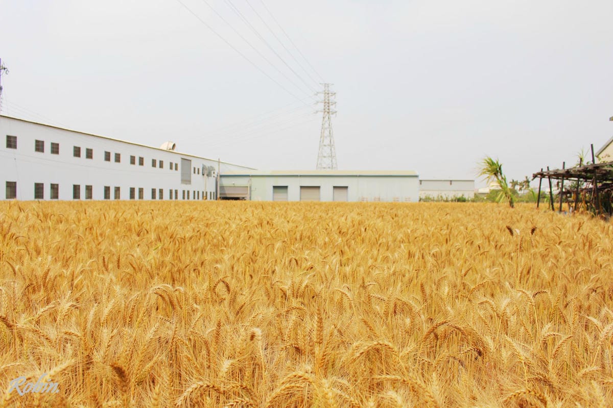 台中大雅 廣告、電影才有的壯觀麥田海居然出現在台灣! - 第4張圖 台中大雅 廣告、電影才有的壯觀麥田海居然出現在台灣!