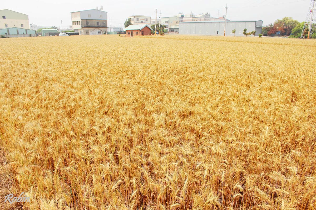 台中大雅 廣告、電影才有的壯觀麥田海居然出現在台灣! - 第17張圖 台中大雅 廣告、電影才有的壯觀麥田海居然出現在台灣!