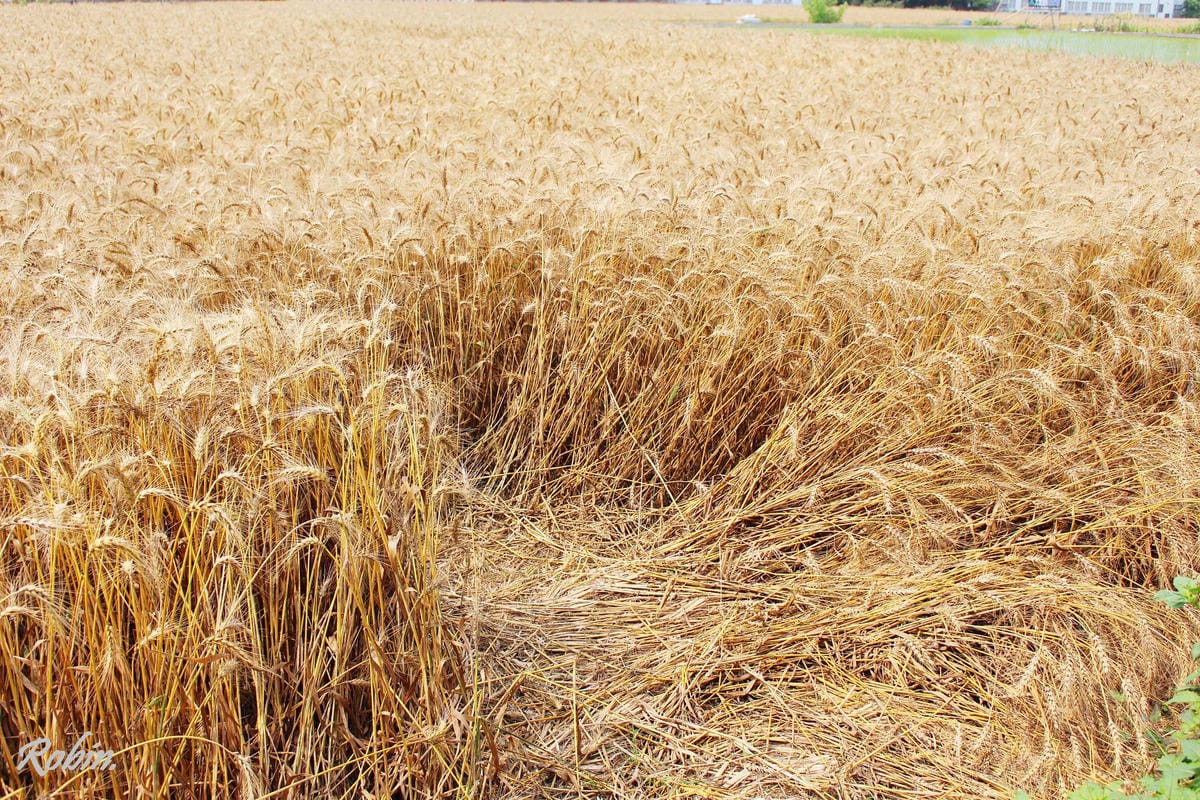 台中大雅 廣告、電影才有的壯觀麥田海居然出現在台灣! - 第21張圖 台中大雅 廣告、電影才有的壯觀麥田海居然出現在台灣!