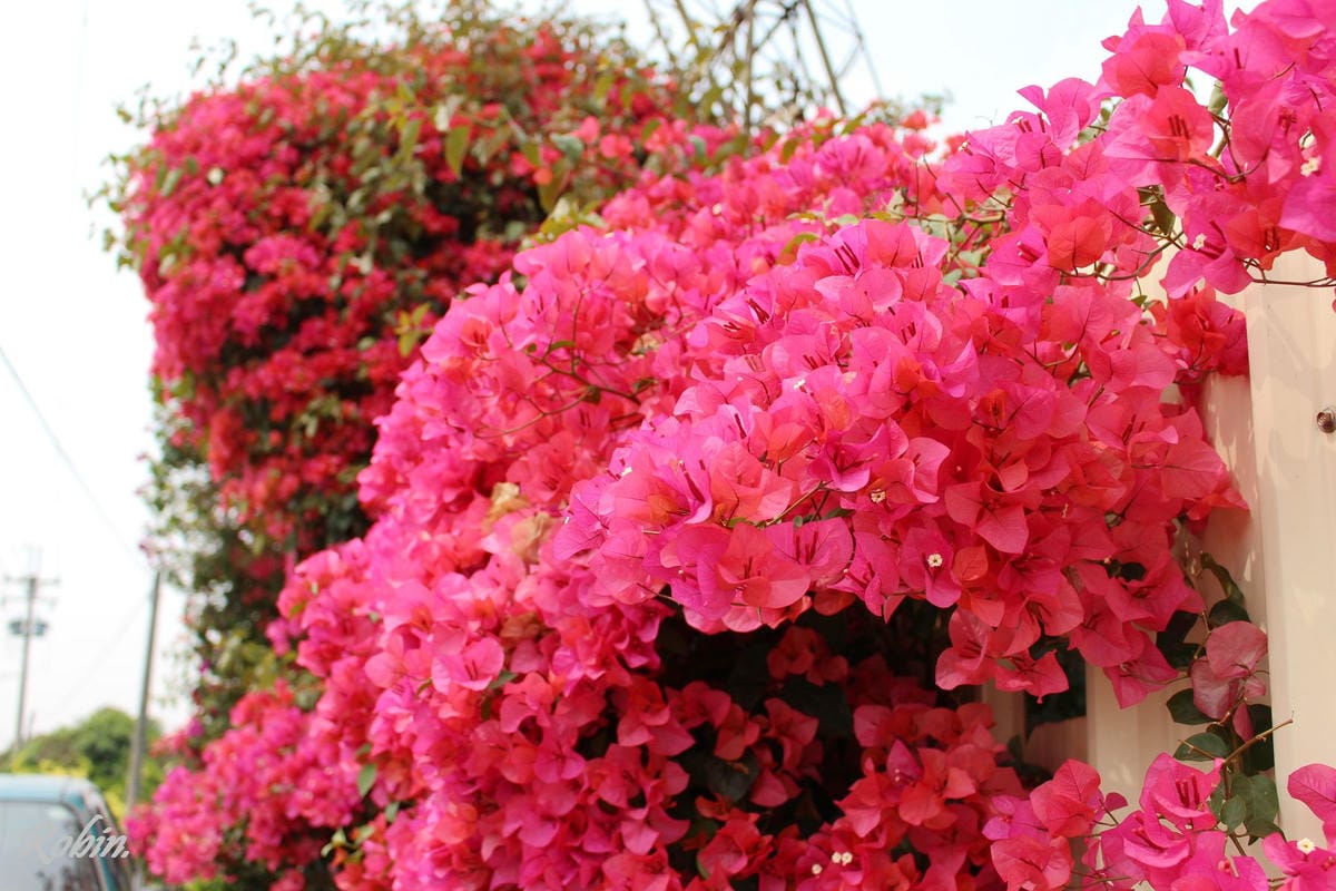 台中大雅 廣告、電影才有的壯觀麥田海居然出現在台灣! - 第10張圖 台中大雅 廣告、電影才有的壯觀麥田海居然出現在台灣!