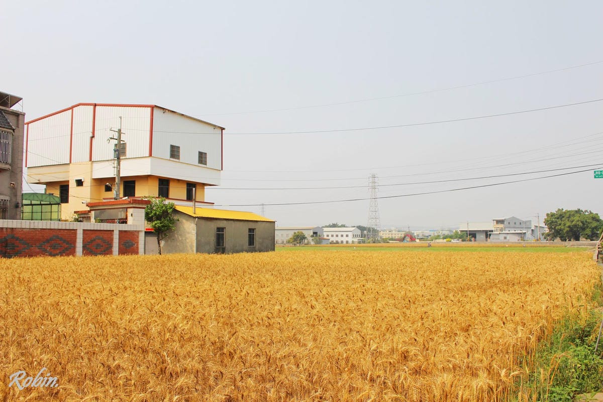 台中大雅 廣告、電影才有的壯觀麥田海居然出現在台灣! - 第6張圖 台中大雅 廣告、電影才有的壯觀麥田海居然出現在台灣!