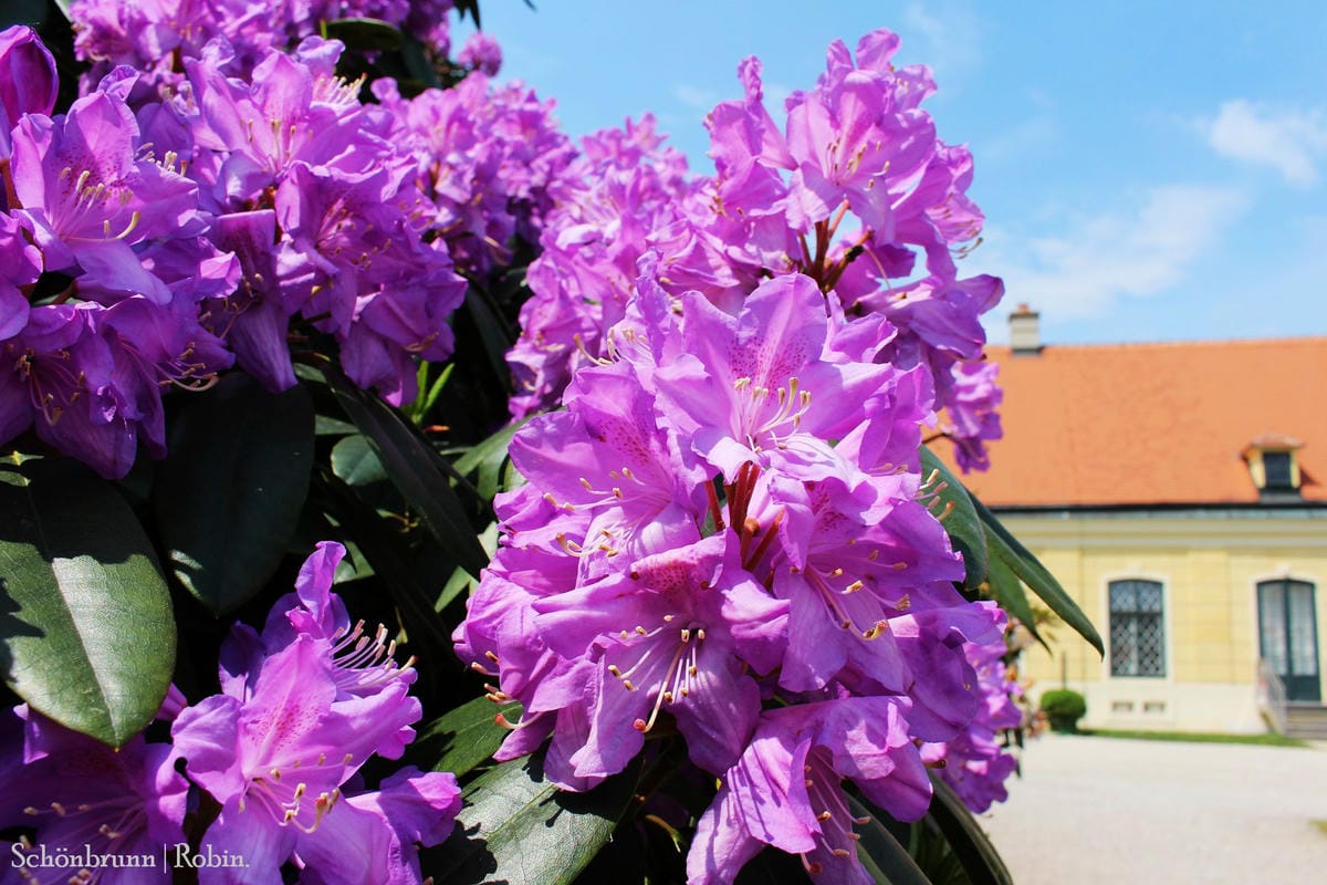 [奧地利] 維也納 美泉宮(熊布朗宮)Schönbrunn -遊園全記錄! 含地圖、門票資訊詳細介紹.