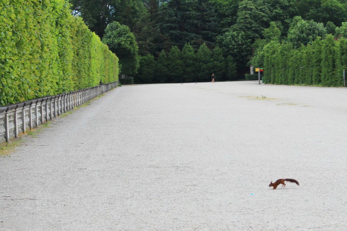 [奧地利] 維也納 美泉宮(熊布朗宮)Schönbrunn -遊園全記錄! 含地圖、門票資訊詳細介紹.