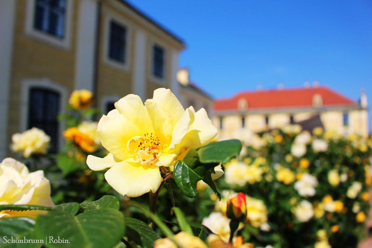 [奧地利] 維也納 美泉宮(熊布朗宮)Schönbrunn -遊園全記錄! 含地圖、門票資訊詳細介紹.