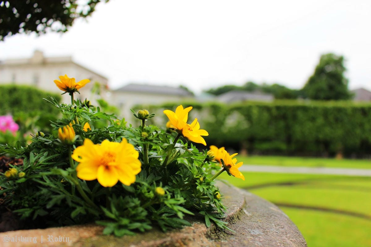 [奧地利] 薩爾斯堡Salzburg舊城區漫遊(上)：米拉貝爾宮、河岸、全城最優view-現代博物館觀景台、洗馬池…