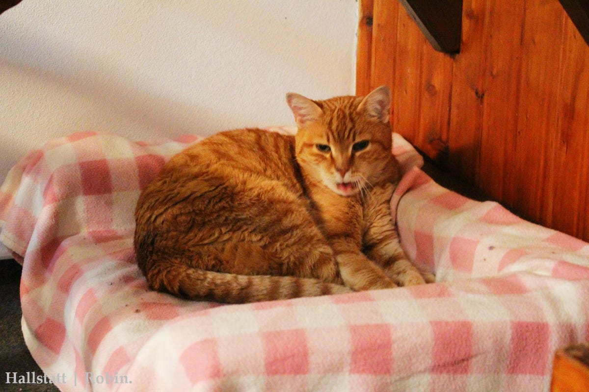 [奧地利] Hallstatt住宿分享：Cafe Restaurant zum Mühlbach–溫馨民宿、近小鎮碼頭、超棒湖景陽台!