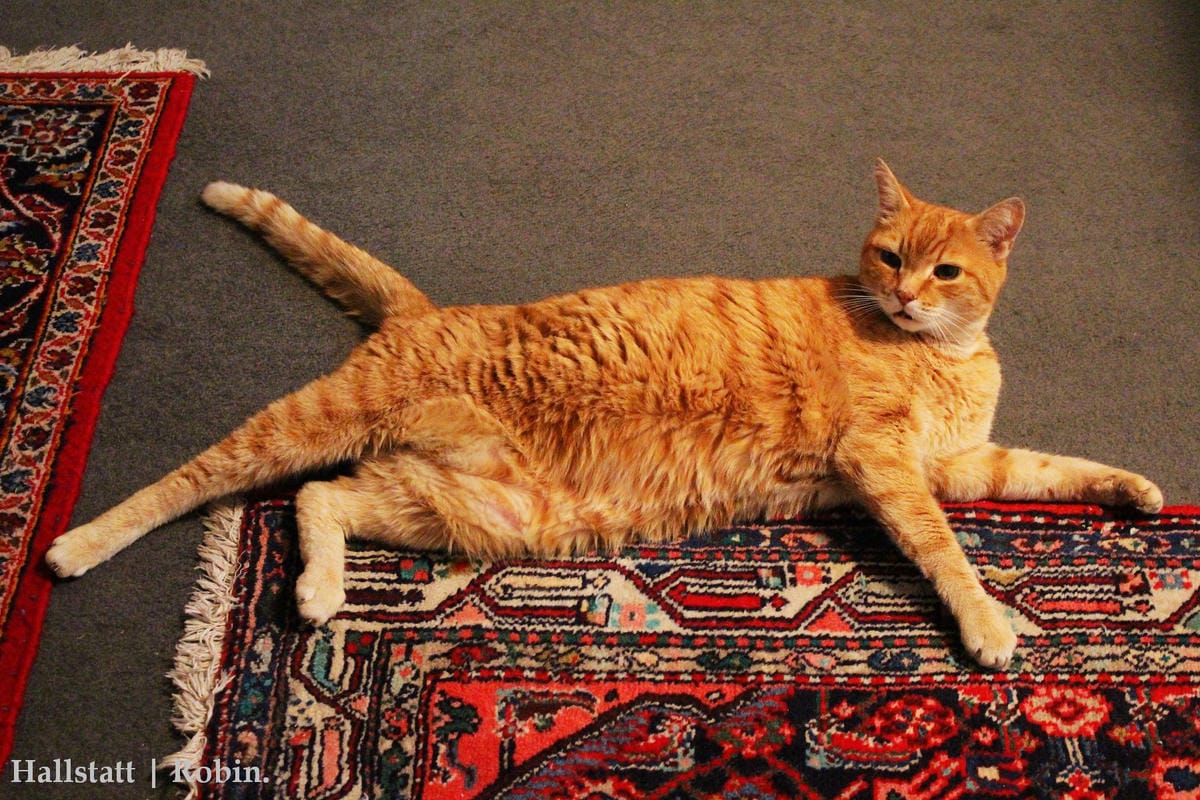 [奧地利] Hallstatt住宿分享：Cafe Restaurant zum Mühlbach–溫馨民宿、近小鎮碼頭、超棒湖景陽台!