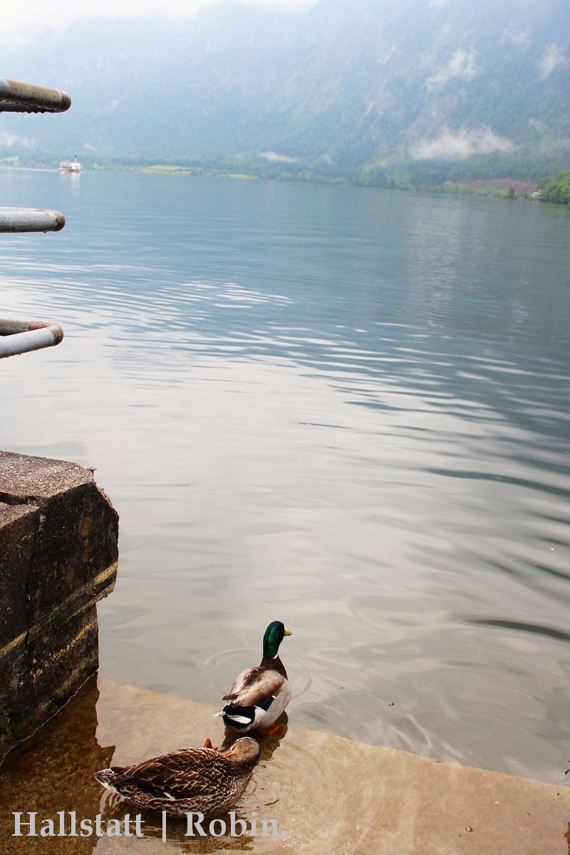 [奧地利] Hallstatt住宿分享：Cafe Restaurant zum Mühlbach–溫馨民宿、近小鎮碼頭、超棒湖景陽台!