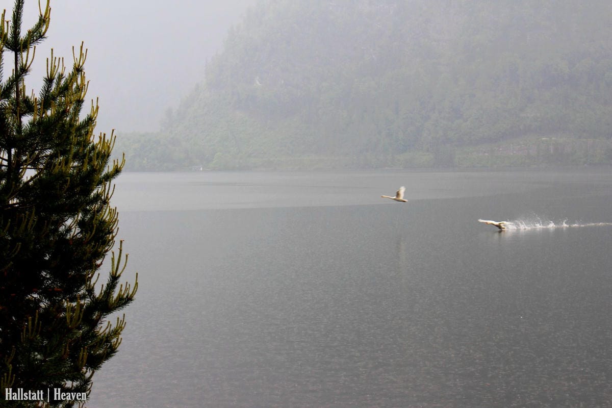 [奧地利] Hallstatt印象(上) -小鎮漫步、湖畔、教堂、骨頭屋、鱒魚料理