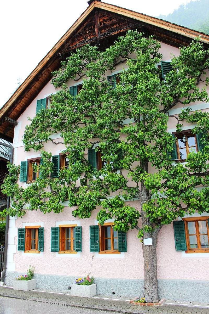 [奧地利] Hallstatt印象(上) -小鎮漫步、湖畔、教堂、骨頭屋、鱒魚料理