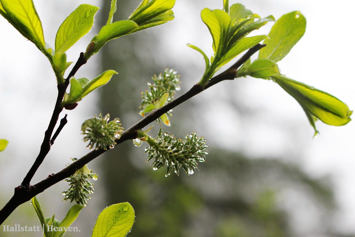 [奧地利] Hallstatt印象(下) -Dachstein山脈：奇幻冰洞大冒險!