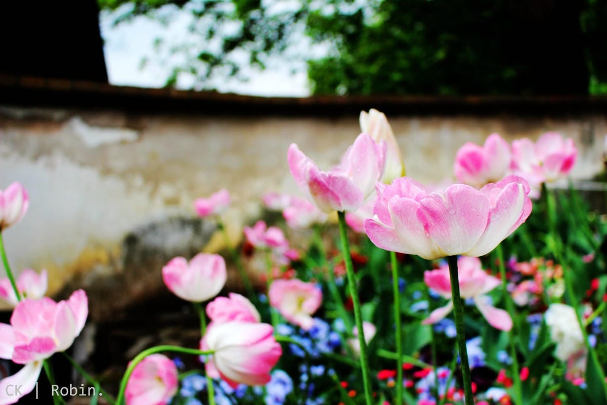 [捷克] Český Krumlov庫倫洛夫印象–聯合國文化遺產童話小鎮、城堡、城塔、花園