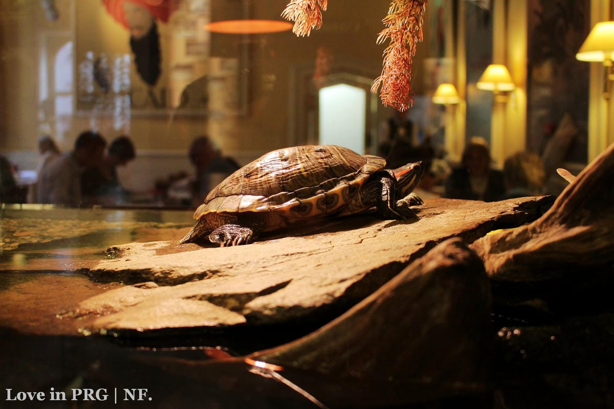 [捷克] 布拉格羅浮咖啡館、2015布拉格之春音樂節 -布拉格上流社會一夜體驗!