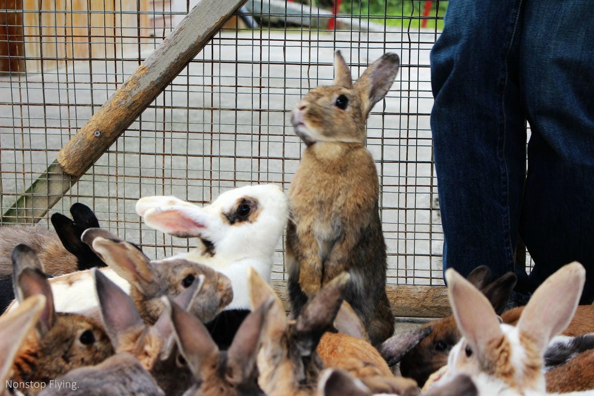 [苗栗租車旅遊] AVIS安維斯租車 高鐵苗栗站新開幕，體驗KIA morning都會時尚新車款! (含流程簡介、專屬優惠碼)