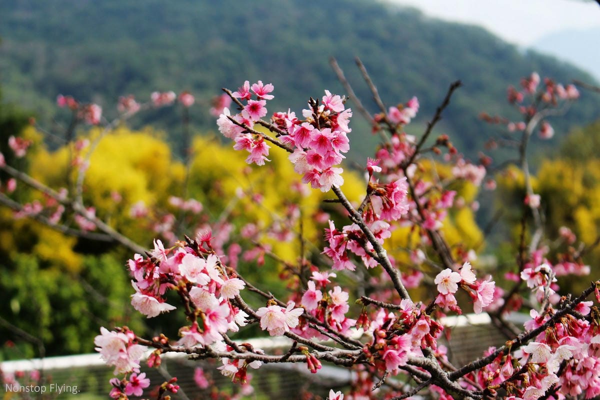 [苗栗租車旅遊] AVIS安維斯租車 高鐵苗栗站新開幕，體驗KIA morning都會時尚新車款! (含流程簡介、專屬優惠碼)
