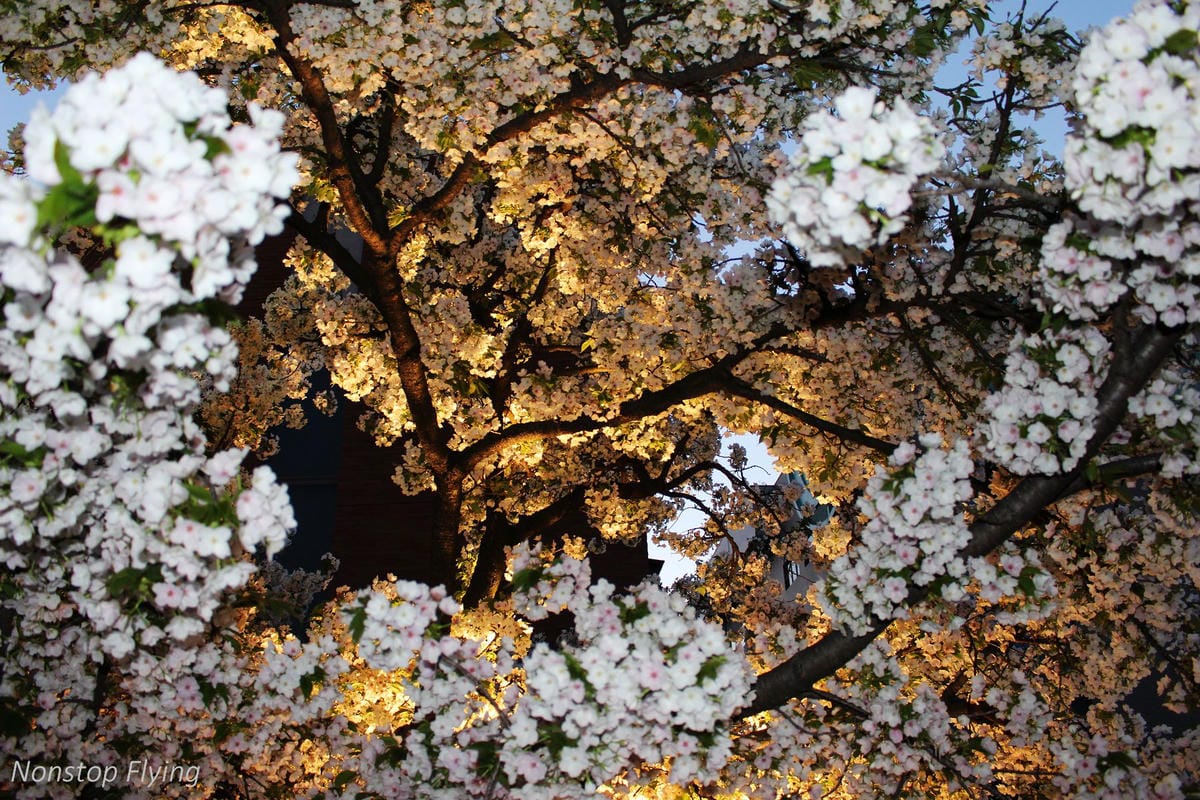 【日本大阪】天滿橋、造幣局櫻花大道 -花期後段賞夜櫻!