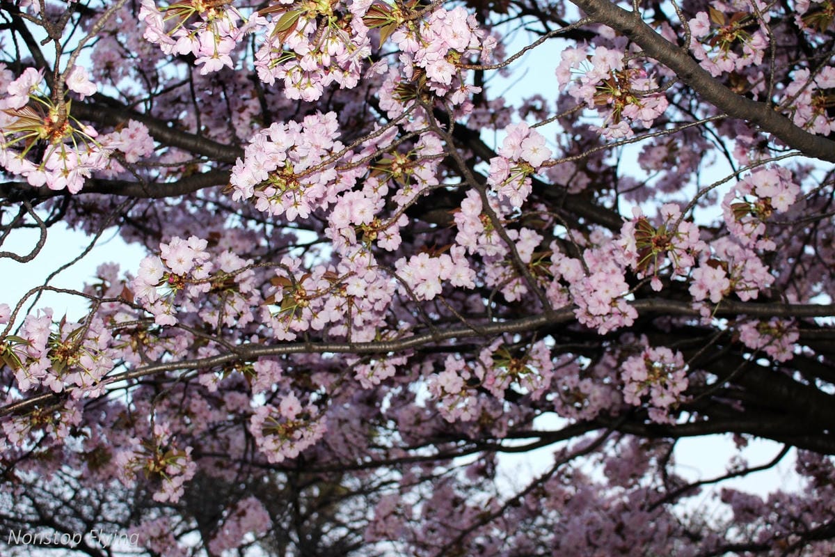 【日本大阪】天滿橋、造幣局櫻花大道 -花期後段賞夜櫻!