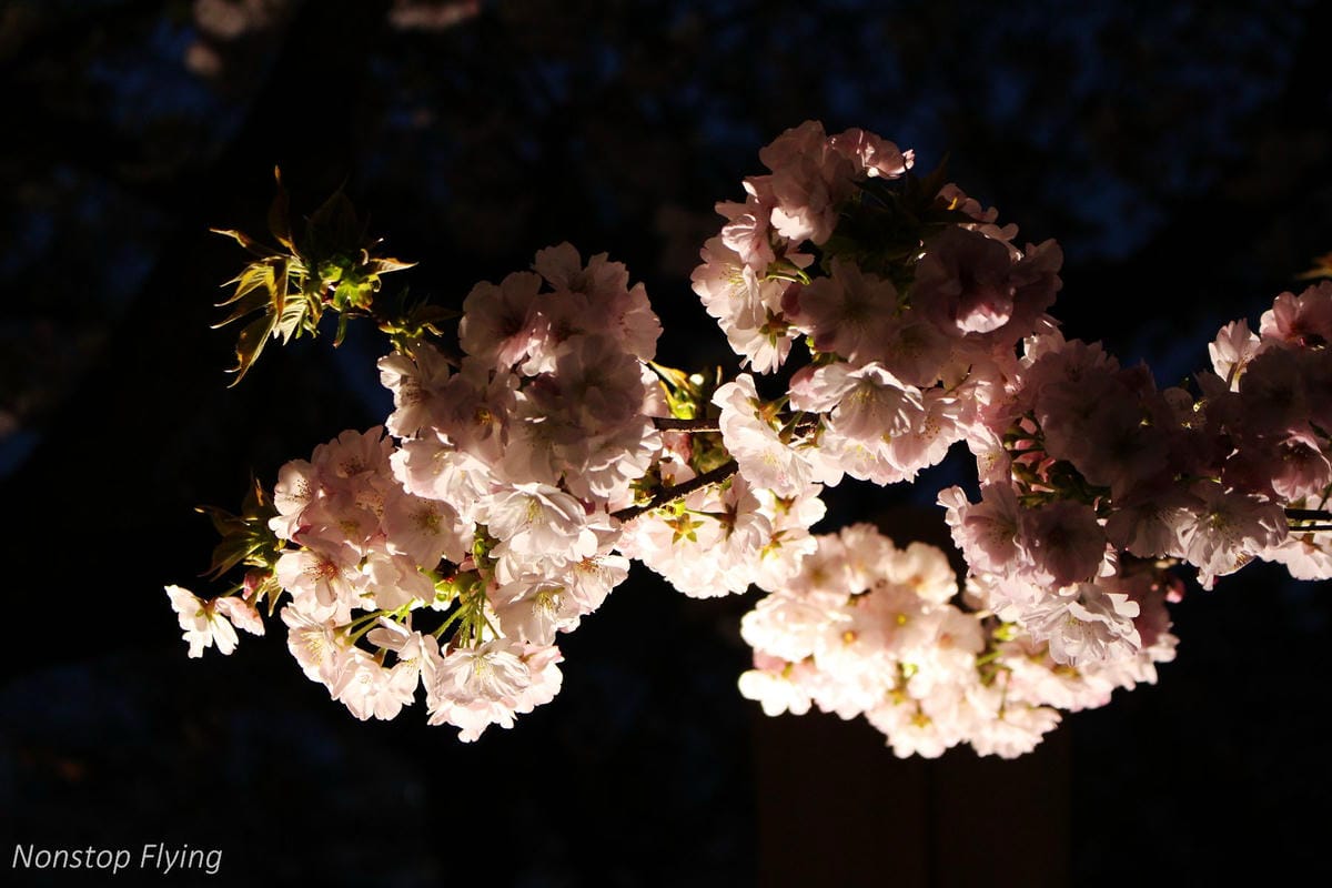 【日本大阪】天滿橋、造幣局櫻花大道 -花期後段賞夜櫻!
