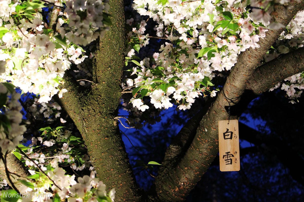 【日本大阪】天滿橋、造幣局櫻花大道 -花期後段賞夜櫻!