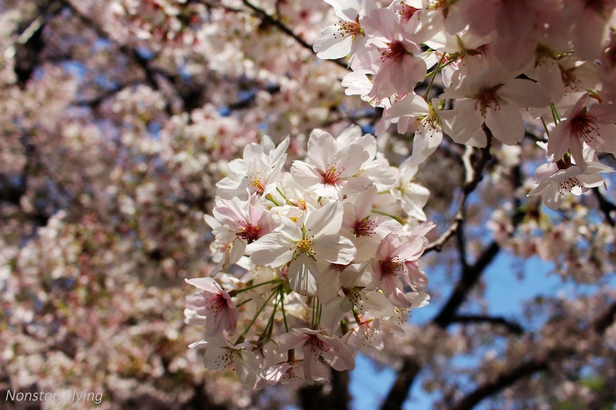 【日本大阪】梅田藍天大廈空中庭園展望台、大淀中公園賞櫻! - 第16張圖 【日本大阪】梅田藍天大廈空中庭園展望台、大淀中公園賞櫻!