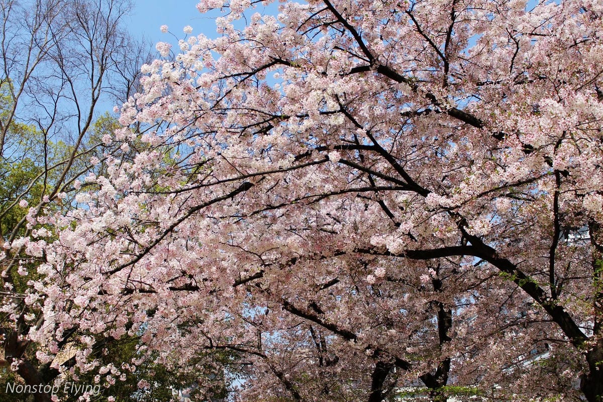 【日本大阪】梅田藍天大廈空中庭園展望台、大淀中公園賞櫻! - 第9張圖 【日本大阪】梅田藍天大廈空中庭園展望台、大淀中公園賞櫻!