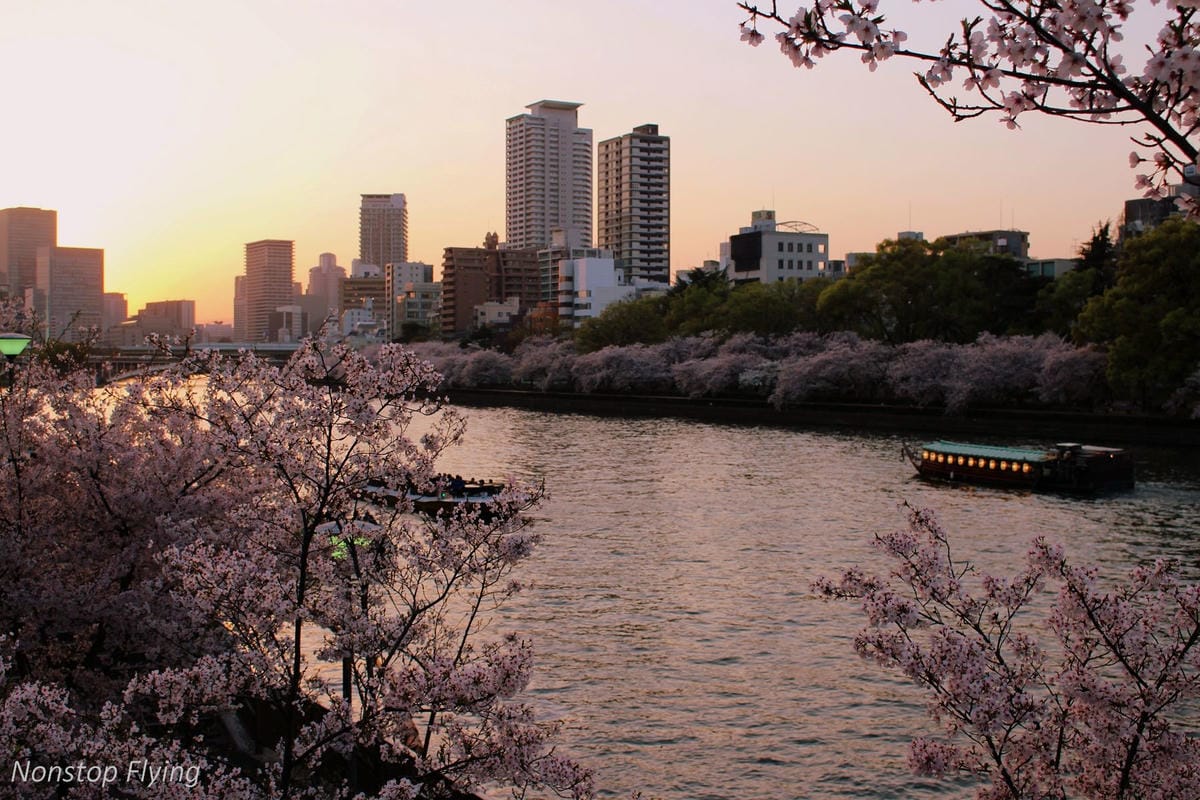 【日本大阪】天滿橋、造幣局櫻花大道 -花期後段賞夜櫻!