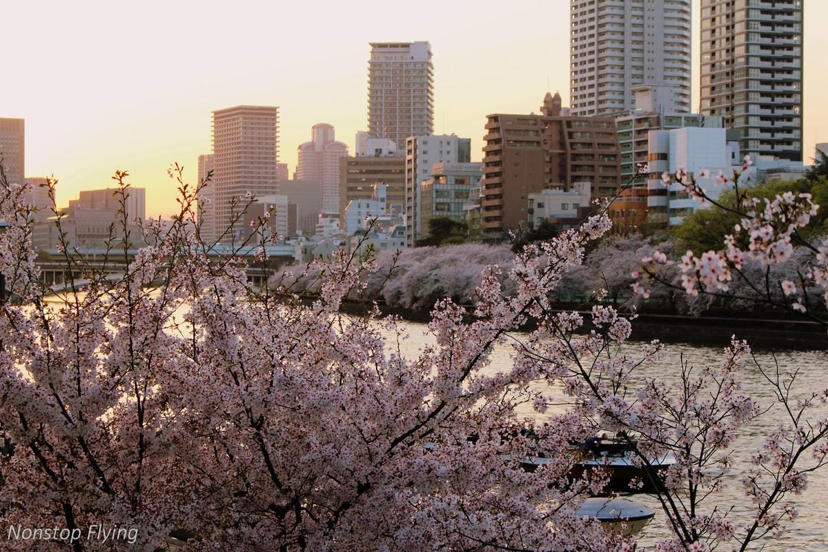 【日本大阪】天滿橋、造幣局櫻花大道 -花期後段賞夜櫻!